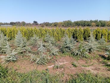 Ağaclar: Her növ ağaclar ve dekarativ ağaclar çox ucuz ve qarantili gubresiz — 12