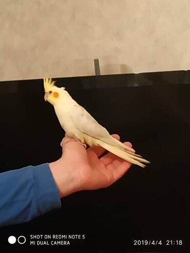 Tutuquşları: Diqqet quslarin altinin ve yerinin temizliyine fikir verin — 9