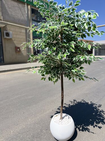 Süni güllər: 50 man baslayan qiymetler — 3