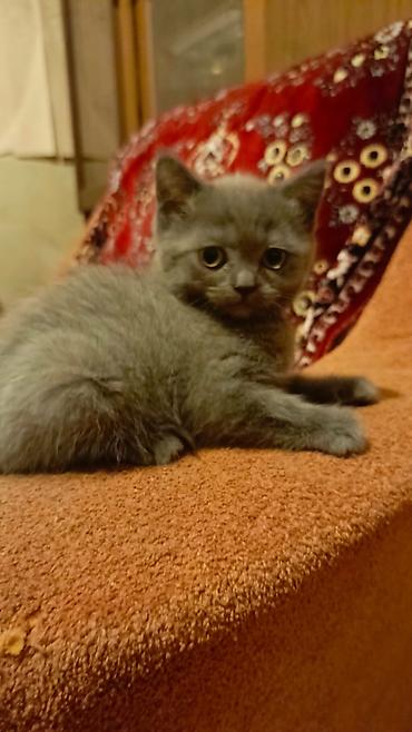 Кошки: Boz rəngli, qısa tüklü balaca pişik balası. - Rəng: bərabər tünd-boz — 3