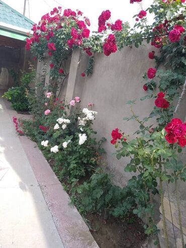 Həyət evləri və villaların satışı: 5 otaqlı, 176 kv. m, Yeni təmirli — 14