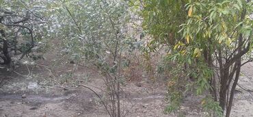 Həyət evləri və villaların satışı: 7 otaqlı, 150 kv. m, Kredit yoxdur, Orta təmir — 17