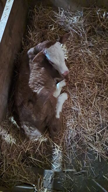smental inəklər: Simmental buzov satılır. Ünvan Məhəmmədi kəndi