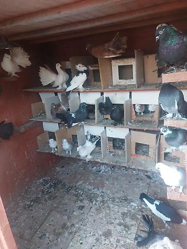 kənd təsərrufatı heyvanları: Yuva bütöv satilir hardasa 40 dene quş var Pavlinler hünkariler — 1