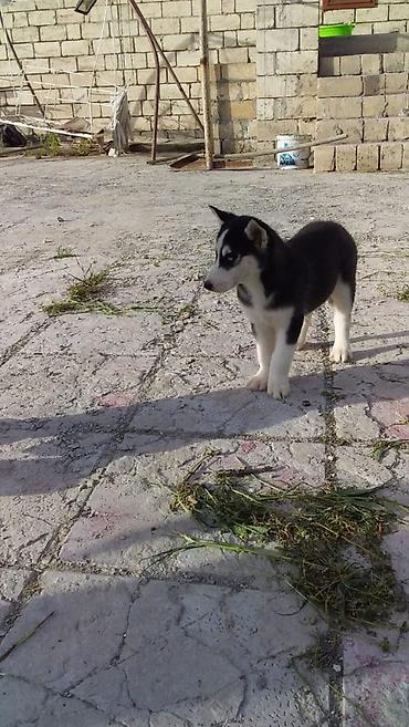 xaski alıram: Xaski, 3 ay, Erkək, Peyvəndli, Ünvandan götürmə — 2