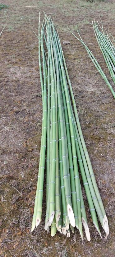 Tinglər: Məhsul: İynəyarpaqlı dekorativ ağac və xurma tingləri - Thuja/Kiparis — 14