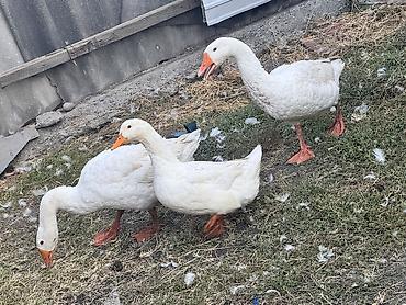 биг 6 индюшата: Домашняя птица — белые гуси (3 головы) Продаю два гуся и утку - — 5