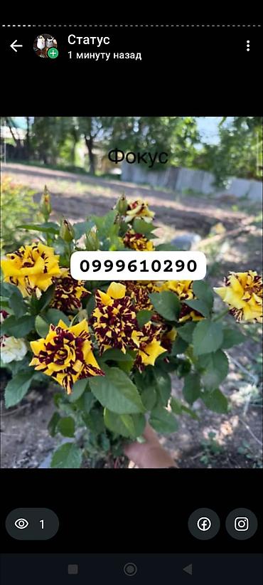 Rose saplings: Саженцы — 18