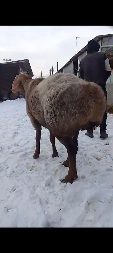 Баран, овца: Продаю | Баран (самец) | На забой | Племенные — 7