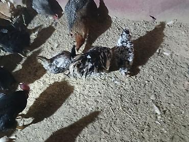 Куры, петухи: Продаю | Куры | Домашняя | Несушки at lalafo.kg — 13 Куры, петухи: Продаю | Куры | Домашняя | Несушки — 13