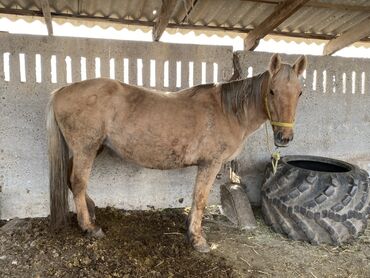 купить петуха живого: Сатам | Бээ (ургаачы) | Союуга, Көбөйтүү үчүн