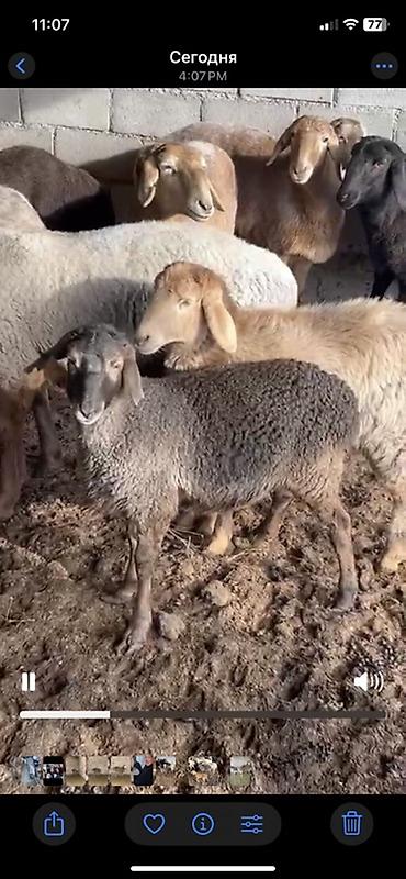 Баран, овца: Продаю | Ягненок | Для разведения | Племенные — 3