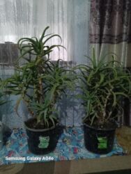 труба квадрат бишкек цена: Үй жана бакча үчүн башка товарлар