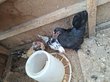 корм для кошек: Yaponka fereler satilir cuceler yanliz real alicilar narahat elesin