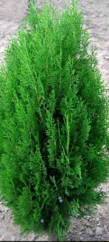 декоративные комнатные растения: 🌿 ТУЯ СМАРАГД САТЫЛАТ! 🌿 Эң кооз, жайкы жана кышкы мезгилге чыдамдуу