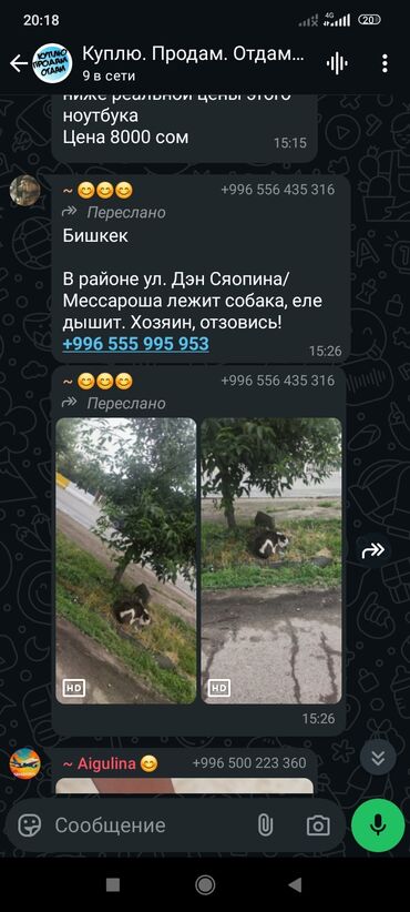 собаки даром: Собака даром: 7 месяцев, Самец