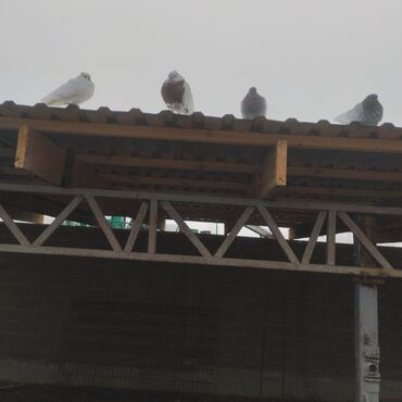 Птицы: Продаю голубей — 8