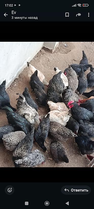 Toyuqlar: Toyuq, Damazlıq, Ünvandan götürmə — 5