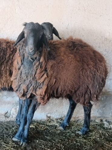 Бараны, овцы: Кочкор гисар арашан аралаш 1 жашар 20000 сом кеми бар дареги арча