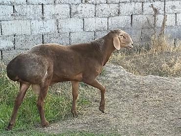 Баран, овца: Продаю | Баран (самец) | Гиссарская, Арашан, Полукровка | Для разведения | Осеменитель, Племенные — 11