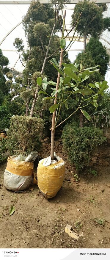 Декоративные деревья: Саженцы деревьев: Магнолии — 12