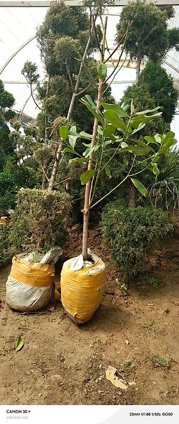 Газон: САЖЕНЦЫ САМШИТЫ саженцы кустарников саженцы магнолии саженцы олеандра at lalafo.kg — 19 Газон: САЖЕНЦЫ САМШИТЫ саженцы кустарников саженцы магнолии саженцы олеандра — 19