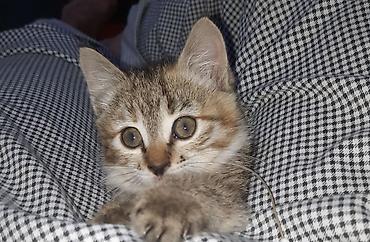Отдам даром кошку: 6 месяцев, Девочка, Приучена к лотку — 10