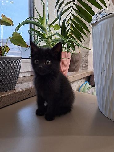 кошка кошка: Кошка даром: Беспородная, 2 месяца, Девочка, Приучена к лотку — 2