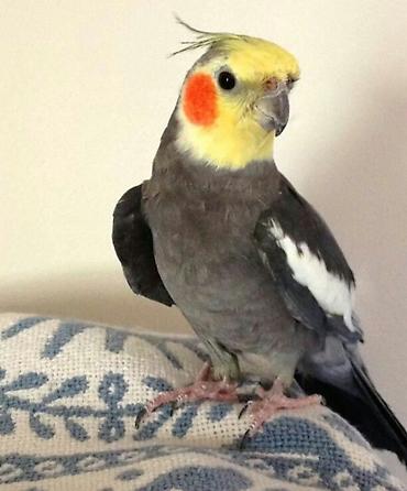 yem satışı: ✨ Seri rəngli hazır elquşları satışda! 🐦✨ Fərqli rənglər və gözəl — 4