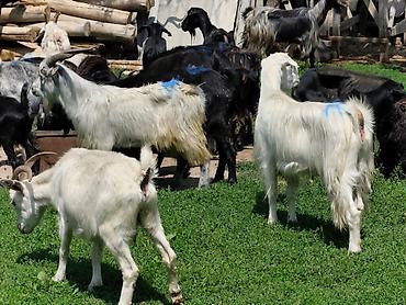 Козы, козлы: Продаю | Коза (самка), Козёл (самец), Козлёнок — 7