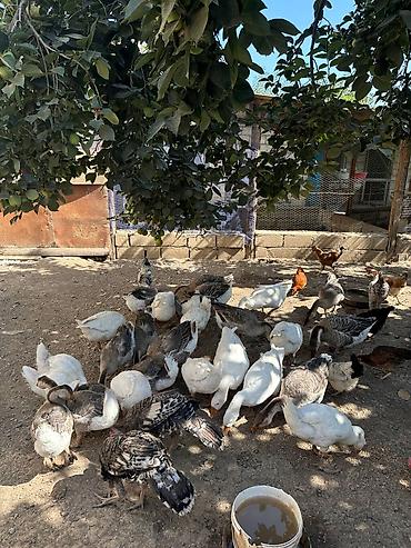 qazel heyvan: 🪿 YERLİ QAZLAR SATILIR 📍 Qonboy rayonunda yetişdirilir 🇷🇺 Yerli qazın — 3