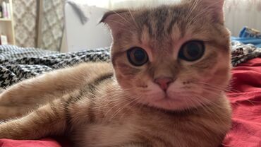 вислоухий кот купить в Азербайджан | Коты: Satilmir!!! Cutlewdirilir!!!! Шотландский вислоухий шиншила. Мальчик