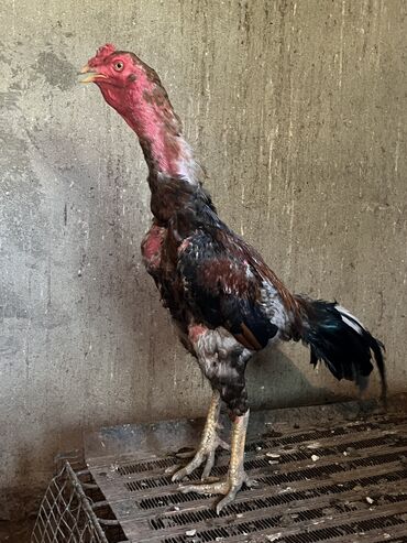 İtlər: 1 il 3 aylıq heyratı xoruz satılır yaxşı cins heyvandı damazlıqada