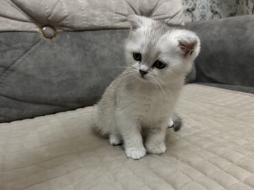 Pişiklər: Şinşilla, Dişi, Ünvandan götürmə — 2