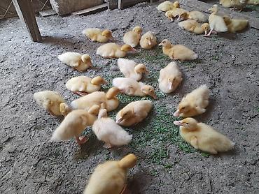 Сельхозптицы: Pekin ördək balalari sürətli böyüyən cinslərdi iki ay yariminda — 1