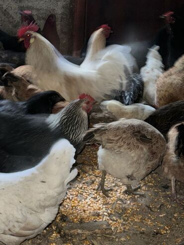 голубь птицы: Домашние куры и петухи