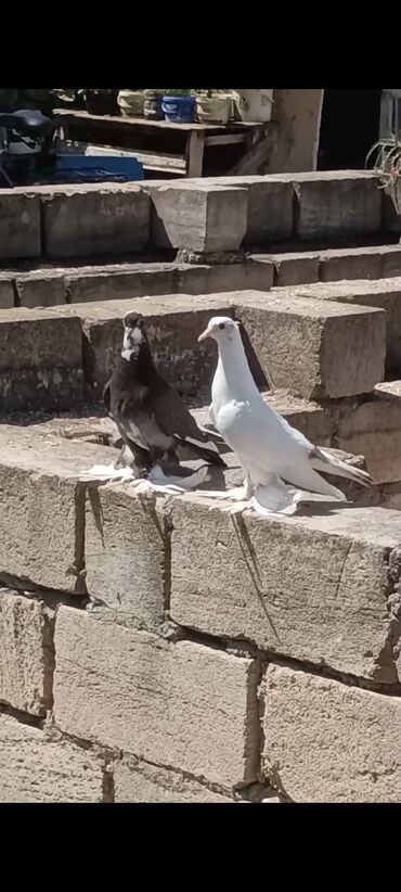 amadin quşu: İki göyərçindən ibarət cüt. Biri qara, digəri isə ağ rəngdədir. Hər
