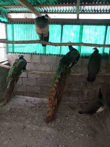 Птицы: Продаю взрослую индийскую пару павлинов и индийских павлинят прошлого