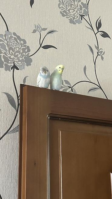 heyvan paltarı: Məhsul: Cüt dalğıç tutuquşu (buda cinsinin kiçik dalğıç/budgerigar — 2