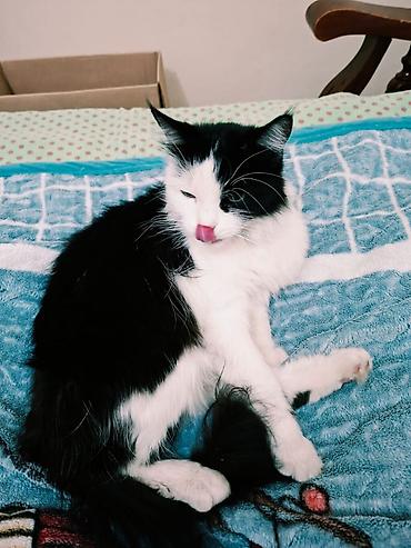 тайские кошки: Отдам в ДОБРЫЕ РУКИ😼 Черно-белая пушистая кошка с выразительным — 2