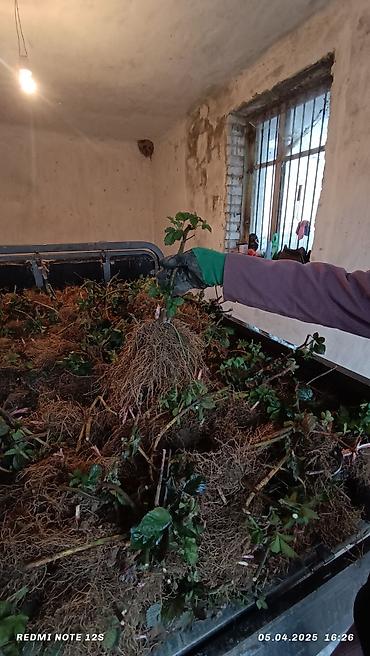 Ежевика: Ежомалина. Сорт ЛОХНЕСС. Адрес: Совхоз Ала-Тоо 50 сом шт at lalafo.kg — 3 Ежевика: Ежомалина. Сорт ЛОХНЕСС. Адрес: Совхоз Ала-Тоо 50 сом шт — 3