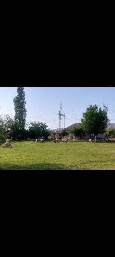 Bağ evlərinin satışı: Mingəçevir, 40 kv. m, 4 otaqlı, İnternet, İşıq, Qaz — 3