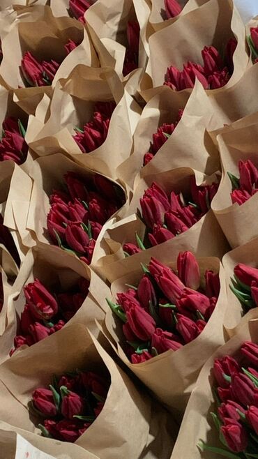куплю цветы оптом: Семена и саженцы Тюльпанов