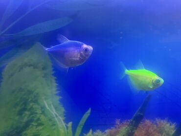 Balıqlar: Glofish, Sülhsevər, Ödənişli çatdırılma -da lalafo.az — 5 Balıqlar: Glofish, Sülhsevər, Ödənişli çatdırılma — 5
