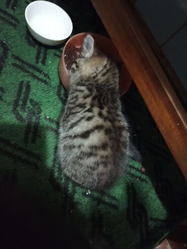 Продажа кошек: Котята . отдам в хорошие руки. - На фото — помет из трёх котят: два — 8