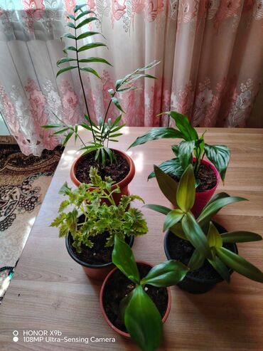 Otaq bitkiləri: 5 fərqli gül cəmi 16 azn