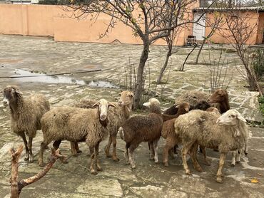 Qoyunlar, qoçlar: Salam Heyvanlar hamısı sağlam ağır boğazdılar ana baladılar satılırlar — 5