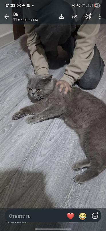 Кошки: Британская короткошёрстная, 1 месяц, Мальчик, Биколор, Метис — 2
