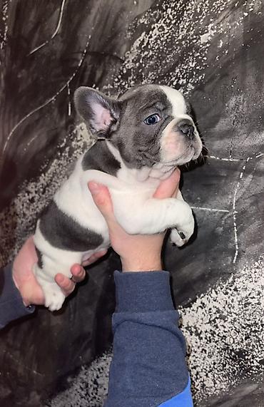 kucne kosnice: Francuski bulldog štene, jedinstven merle šare. Kompaktno, snažno — 6