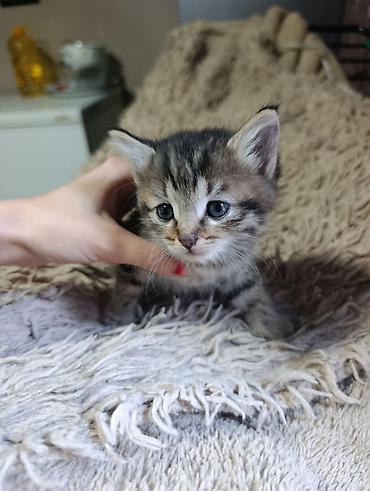 животные кошки: Котята. На выбор малыши с серо-голубым и тигровым (серо-коричневым — 3
